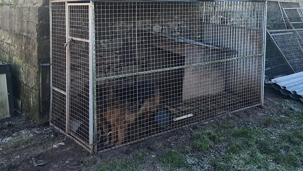 Nineteen Dogs Seized By Police Following Search In Limerick