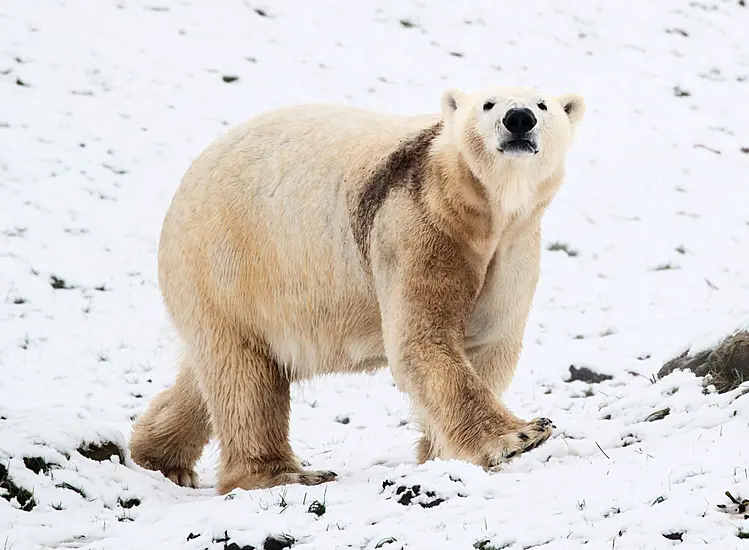 Polar Bear Attacks And Kills Woman And Boy In Remote Alaskan Village