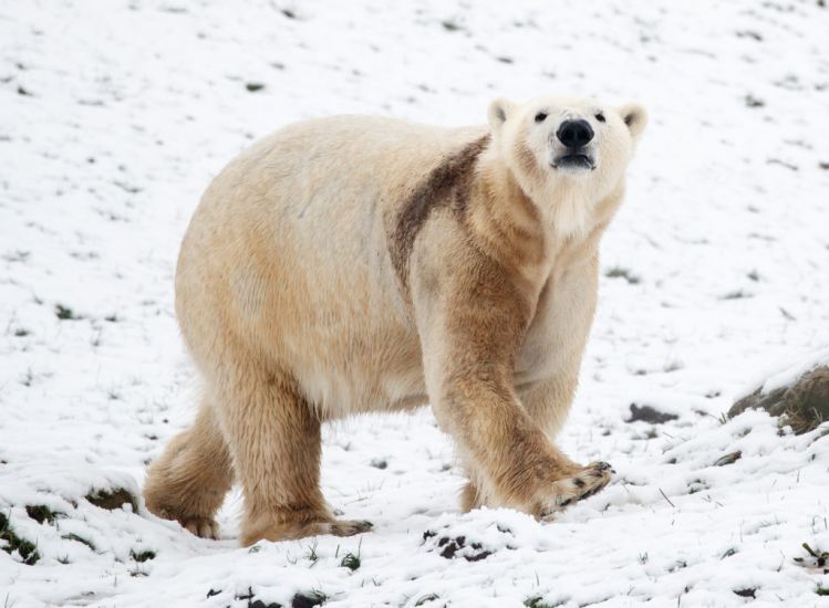 Polar Bear Attacks And Kills Woman And Boy In Remote Alaskan Village