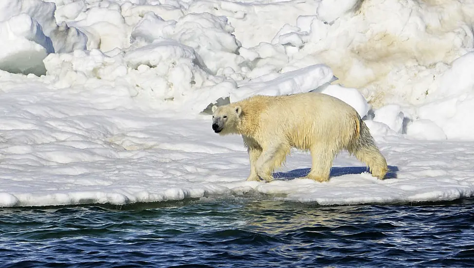 Polar Bear Attack Kills Young Mother And One-Year-Old Son