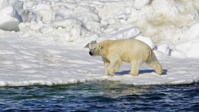 Polar Bear Attack Kills Young Mother And One-Year-Old Son