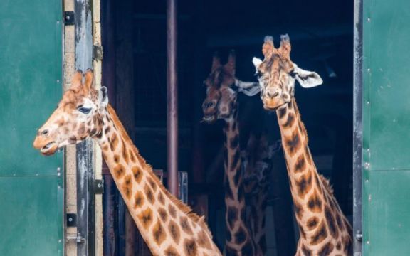 Men Broke Into Zoo And Hit Giraffe With Bottle Before Posting Video On Snapchat