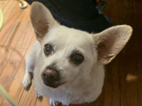 Chihuahua Cross From Ohio Named World’s Oldest Living Dog