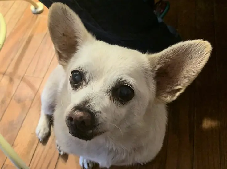 Chihuahua Cross From Ohio Named World’s Oldest Living Dog