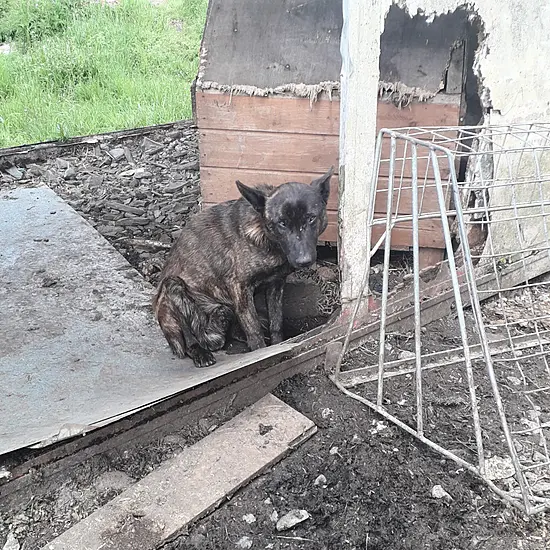 Three Family Members Jailed For Animal Cruelty In Tipperary