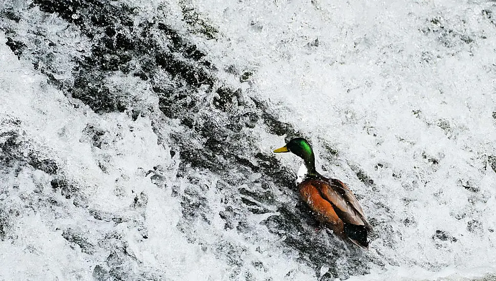 Ireland Referred To Eu Court Over ‘Insufficient’ Efforts On Water Quality Laws