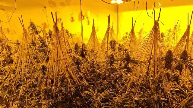 Cannabis Seized By Gardaí During Searches In Galway