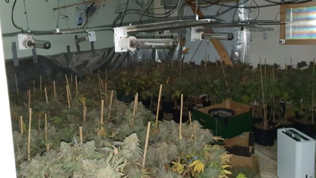 Two Arrested As Gardaí Seize Cannabis Worth €528K At Roscommon Grow House