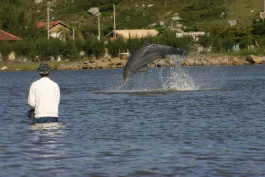 Dolphins And Humans Work Together In Fishing Collaboration