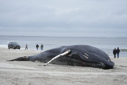 Stranded Humpback Whale Dies On Long Island Beach
