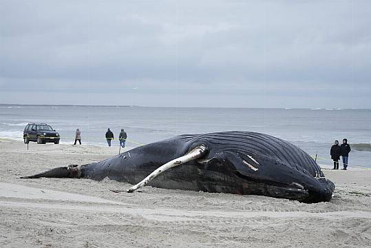 Stranded Humpback Whale Dies On Long Island Beach