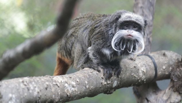 Missing Monkeys Found, But Zoo Mystery Deepens In Dallas