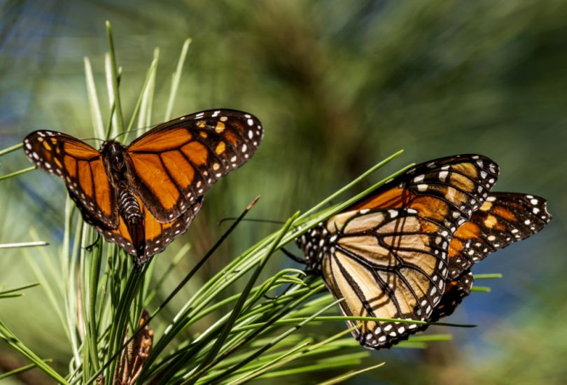 Monarch Butterfly Numbers Rebound In California