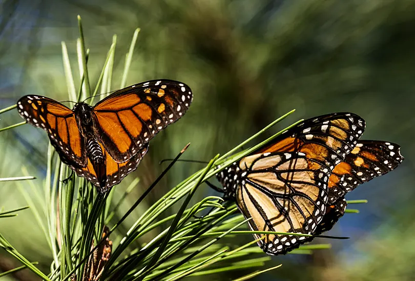 Monarch Butterfly Numbers Rebound In California