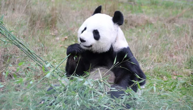 Edinburgh Zoo To Offer Visitors The Chance To Feed Giant Pandas