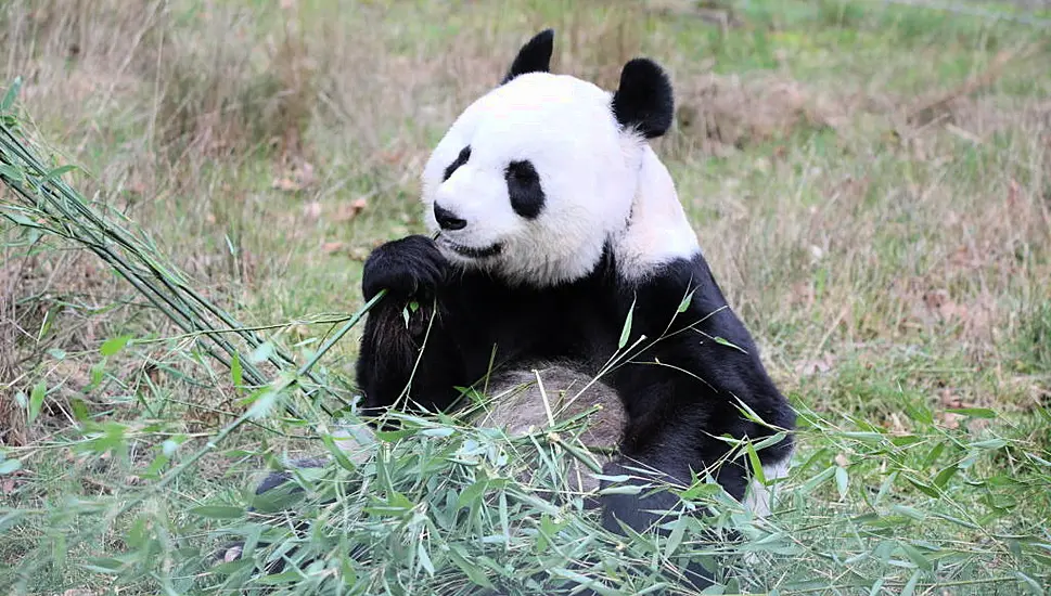 Edinburgh Zoo To Offer Visitors The Chance To Feed Giant Pandas