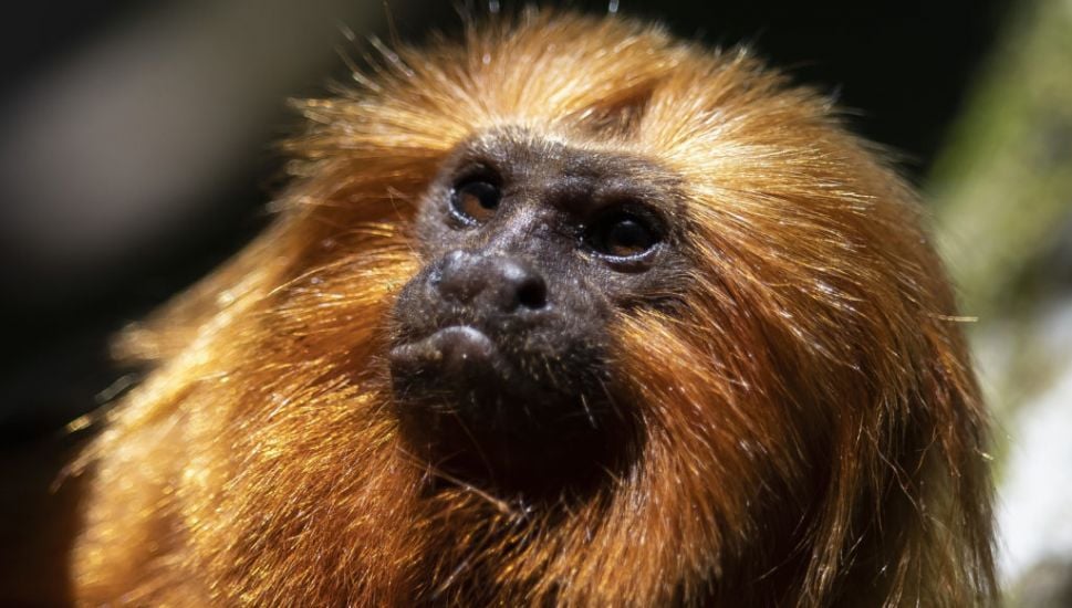 Race To Vaccinate Rare Wild Monkeys Gives Hope For Their Survival