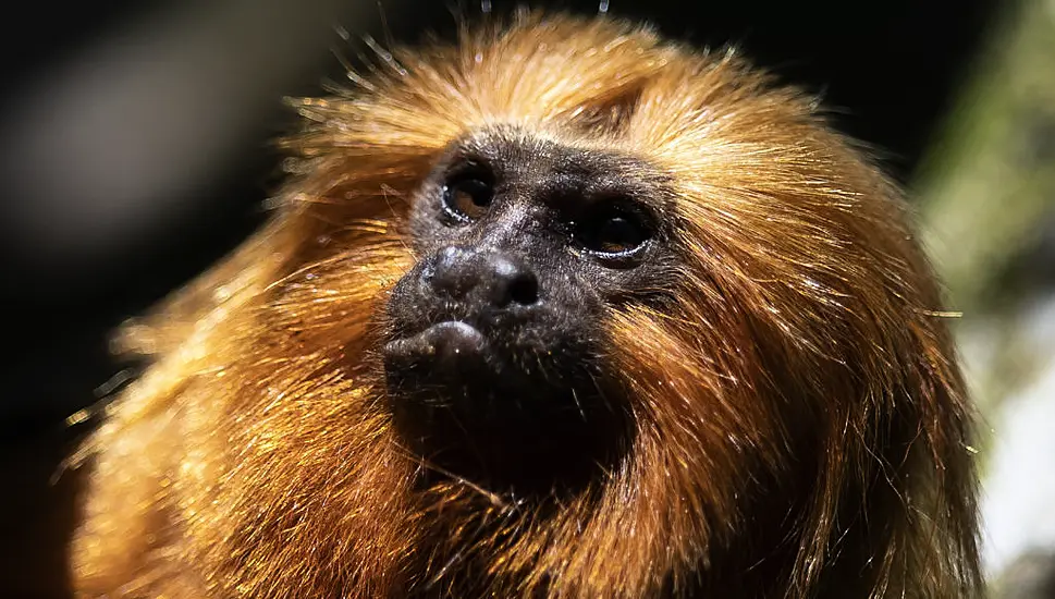 Race To Vaccinate Rare Wild Monkeys Gives Hope For Their Survival