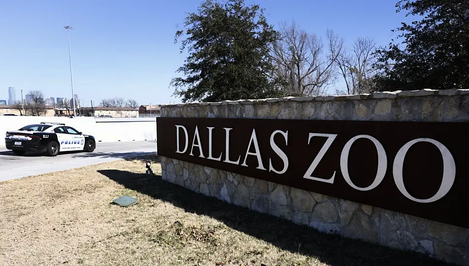 Stolen Monkeys Get Fed And Snuggle Up After Arriving Back At Dallas Zoo