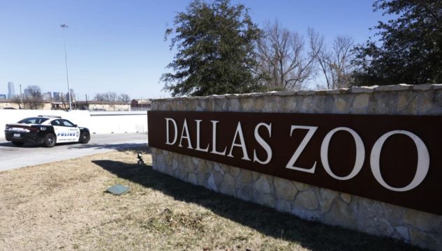Stolen Monkeys Get Fed And Snuggle Up After Arriving Back At Dallas Zoo