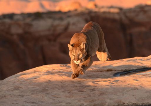 Boy (5) Attacked By Mountain Lion In Rural Northern California