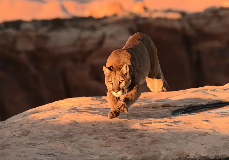 Boy (5) Attacked By Mountain Lion In Rural Northern California