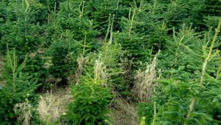 Google Prepared To Provide Info To Inspector Of Christmas Tree Planting Firm