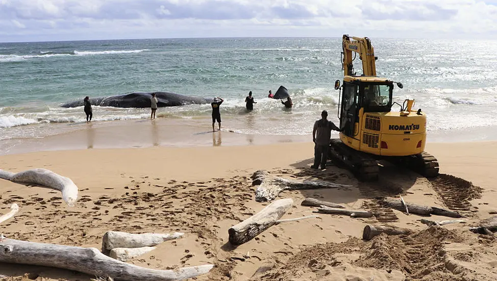 Hawaii Whale Dies With Fishing Nets And Plastic Bags In Stomach