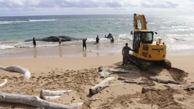 Hawaii Whale Dies With Fishing Nets And Plastic Bags In Stomach