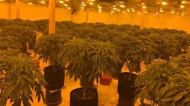 Two Arrested After Discovery Of Cannabis Farm In Co Down
