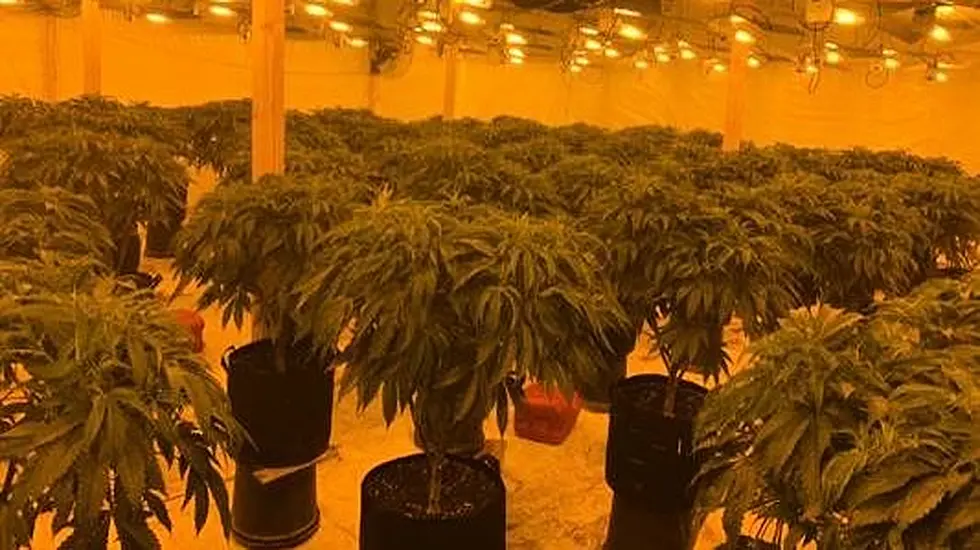 Two Arrested After Discovery Of Cannabis Farm In Co Down