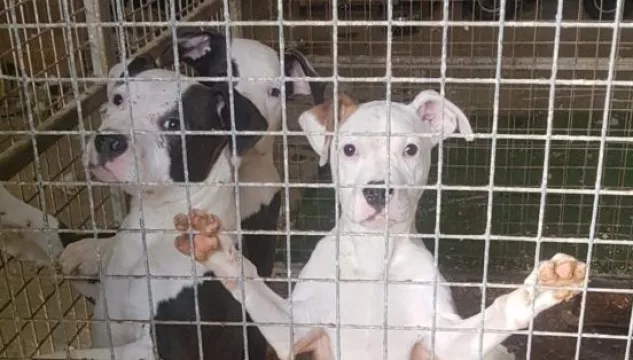 Six Dogs Seized In Co Sligo Amid Suspected Dangerous Breed Offences