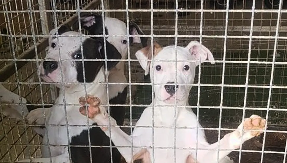 Six Dogs Seized In Co Sligo Amid Suspected Dangerous Breed Offences