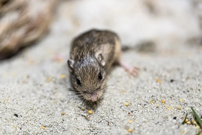 Tiny Mouse Named After Patrick Stewart Nets Guinness World Record