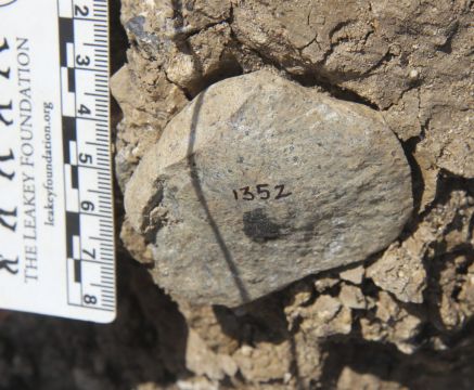 Stone Age Discovery Fuels Mystery Of Who Made Early Tools