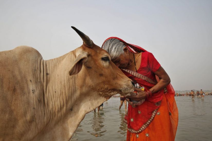 Indian Government Withdraws Appeal To Hug Cows On Valentine’s Day