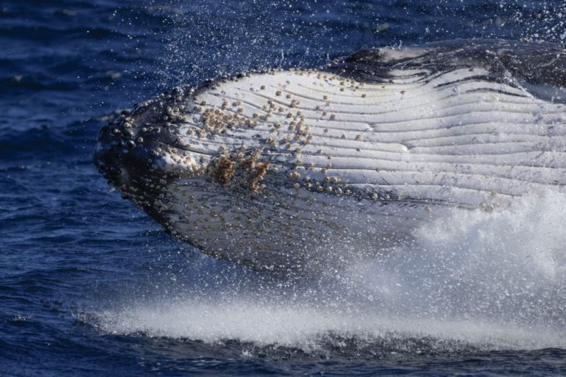 Song Of The Humpback Whale May Be A ‘Sign Of Loneliness’