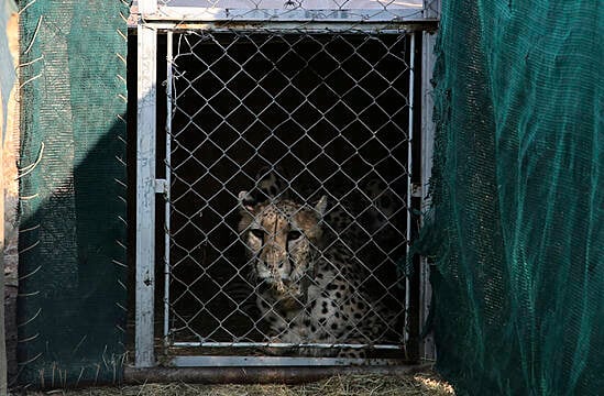 India Welcomes 12 Cheetahs From South Africa