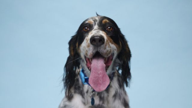 Three-Year-Old Dog Achieves Guinness World Record For The Longest Tongue