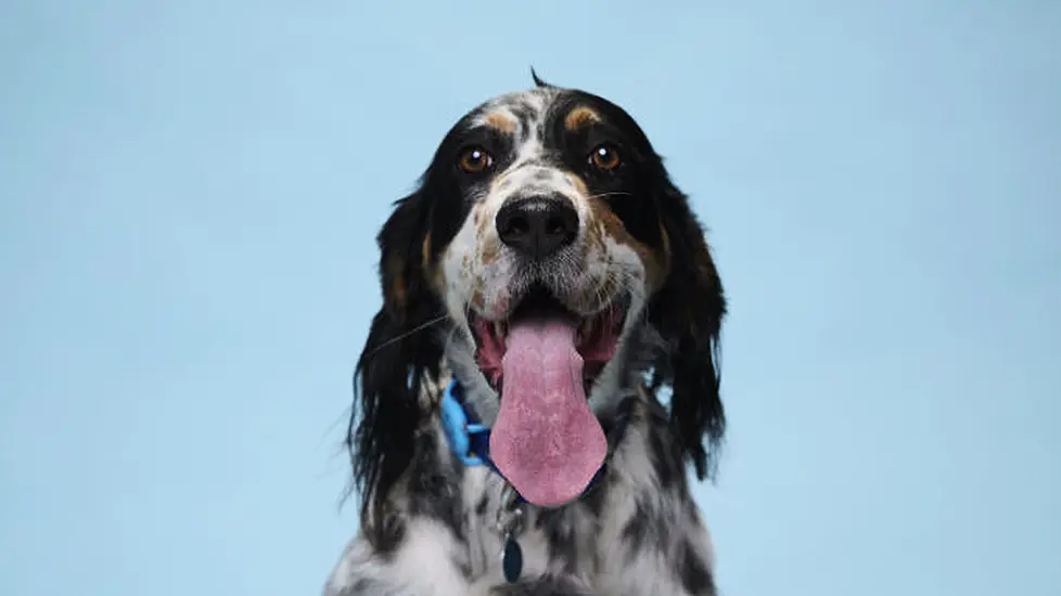 Three-Year-Old Dog Achieves Guinness World Record For The Longest Tongue