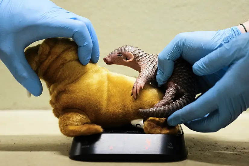 First Pangolin Born In Europe Doing Well At Prague Zoo