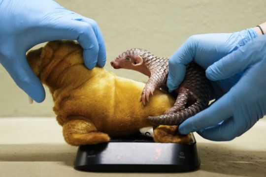 First Pangolin Born In Europe Doing Well At Prague Zoo