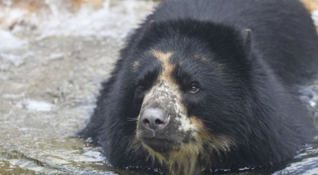 Bear Escapes From Zoo Enclosure For Second Time