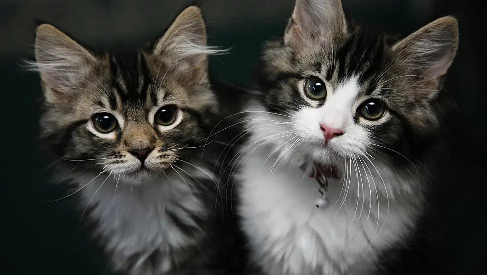 Uk Ministers Considered Culling Pet Cats At Start Of Pandemic