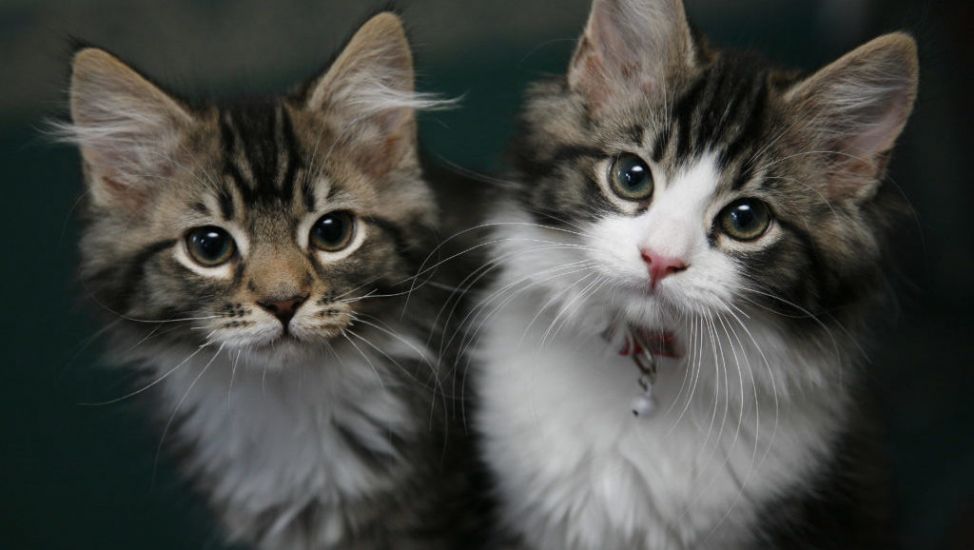 Uk Ministers Considered Culling Pet Cats At Start Of Pandemic
