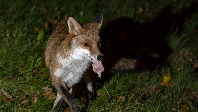 Police Investigate After ‘Foxes Tortured And Set On Fire In East London’