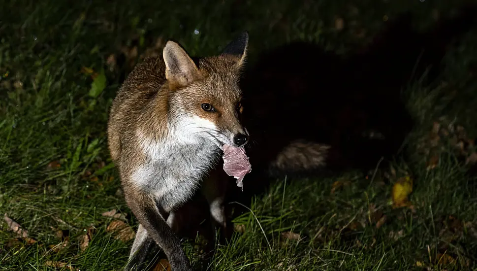 Police Investigate After ‘Foxes Tortured And Set On Fire In East London’