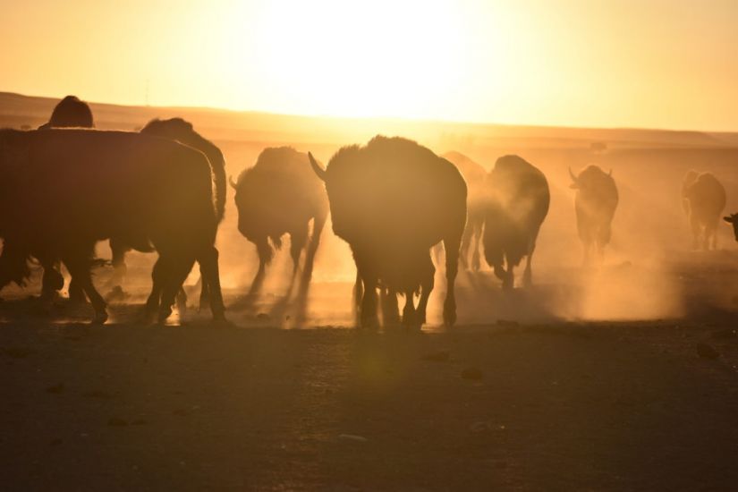 Us Enlists Indigenous Tribes In Bid To Conserve Bison Herds