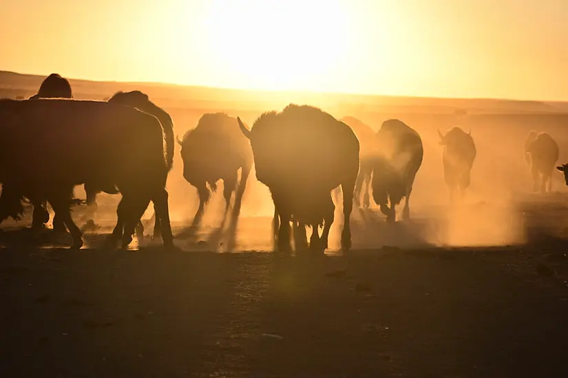 Us Enlists Indigenous Tribes In Bid To Conserve Bison Herds