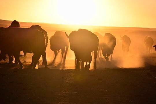 Us Enlists Indigenous Tribes In Bid To Conserve Bison Herds